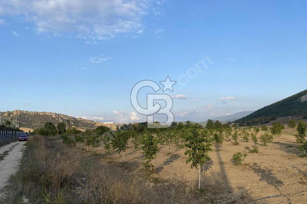 CB CITY’DEN BİLECİK BAYIRKÖY’DE 15293 m2 SATILIK CEVİZ TARLASI