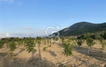 CB CITY’DEN BİLECİK BAYIRKÖY’DE 15293 m2 SATILIK CEVİZ TARLASI