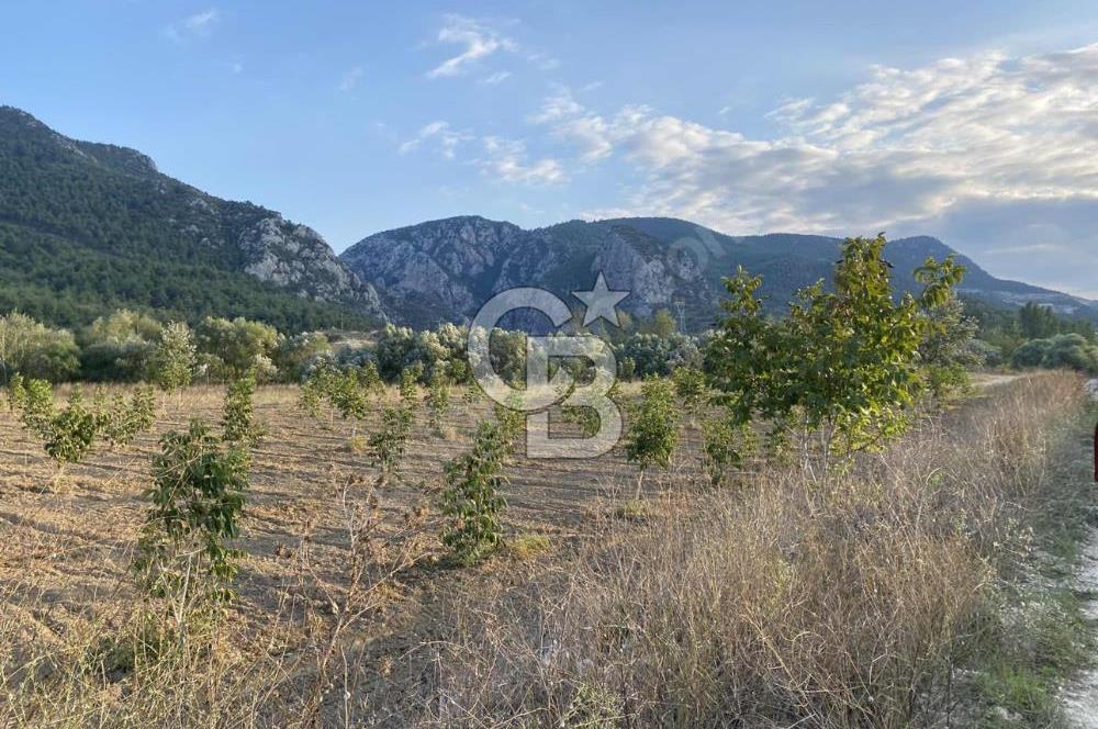 CB CITY’DEN BİLECİK BAYIRKÖY’DE 15293 m2 SATILIK CEVİZ TARLASI