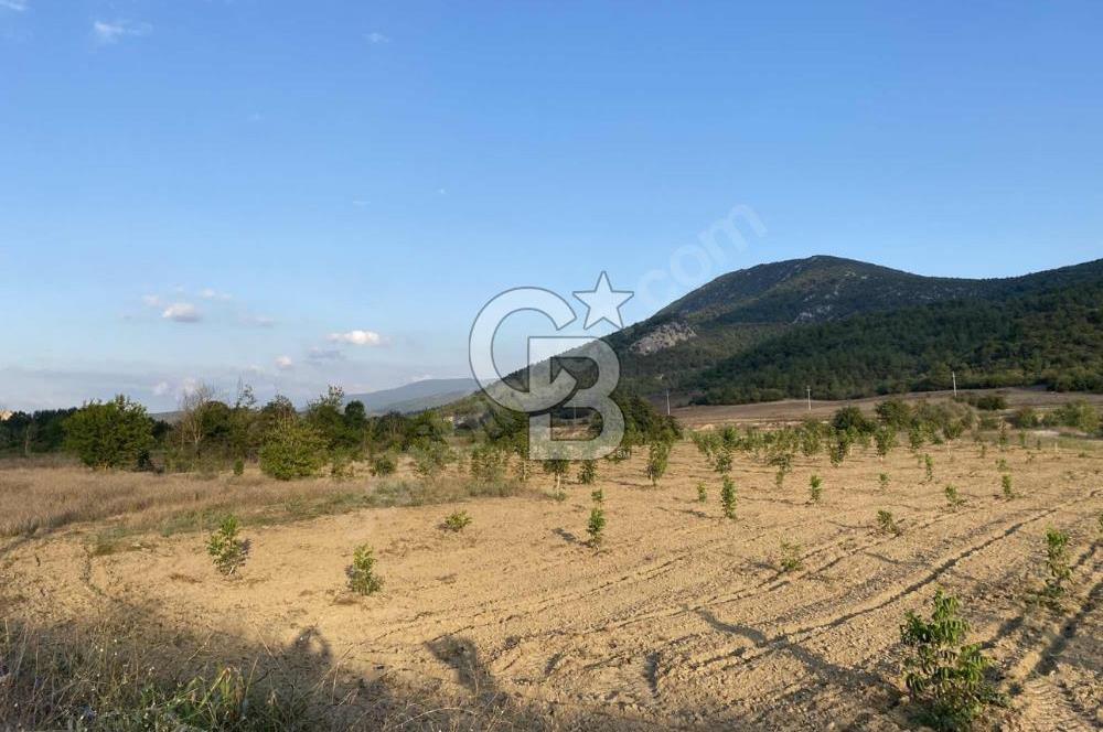 CB CITY’DEN BİLECİK BAYIRKÖY’DE 15293 m2 SATILIK CEVİZ TARLASI