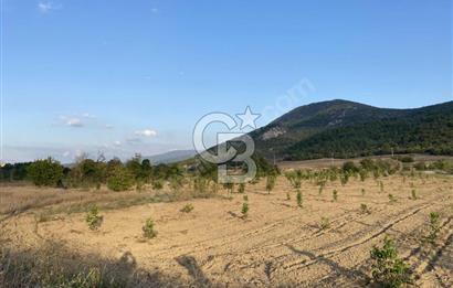 CB CITY’DEN BİLECİK BAYIRKÖY’DE 15293 m2 SATILIK CEVİZ TARLASI