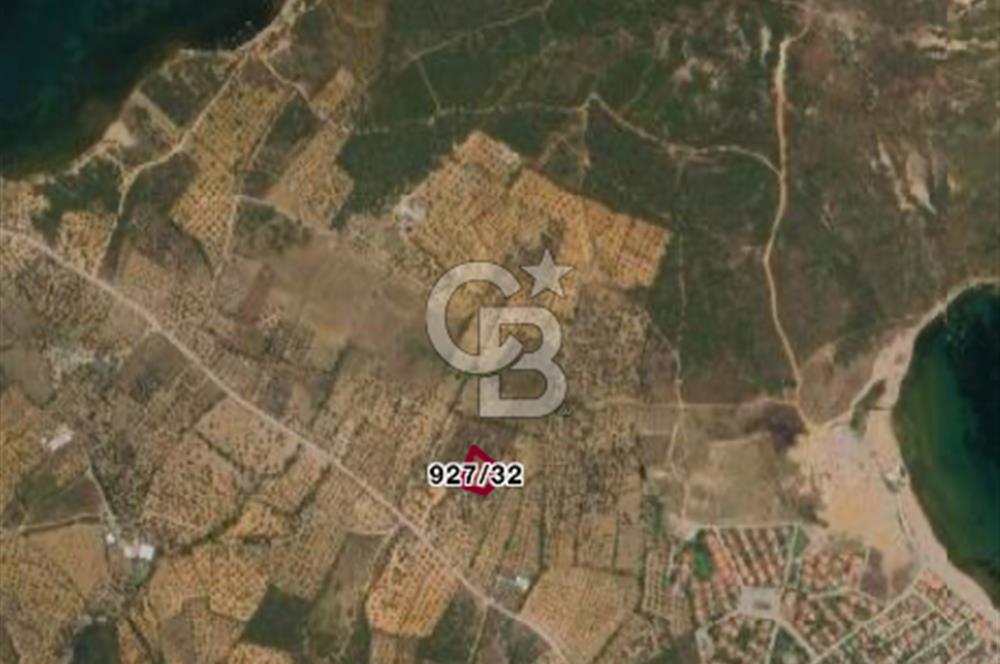 Balıkesir Ayvalık Namık Kemal Mah Satılık Zeytinlik