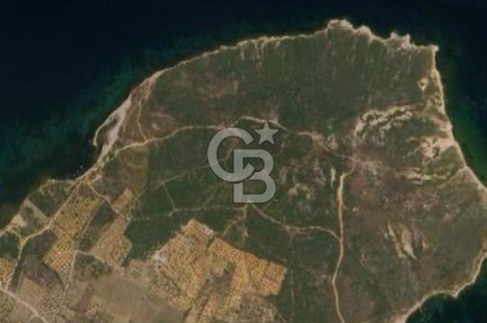 Balıkesir Ayvalık Namık Kemal Mah Satılık Zeytinlik