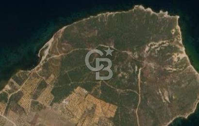 Balıkesir Ayvalık Namık Kemal Mah Satılık Zeytinlik