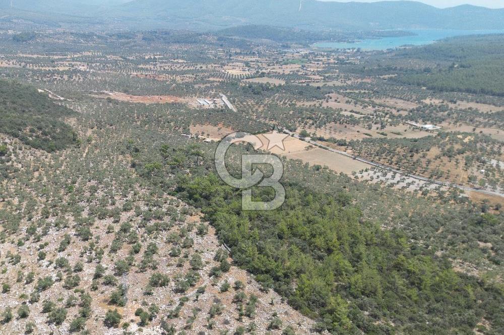 Milas Bozbük'te Araç Yolu Olan İmar Sınırında Fırsat Zeytinlik
