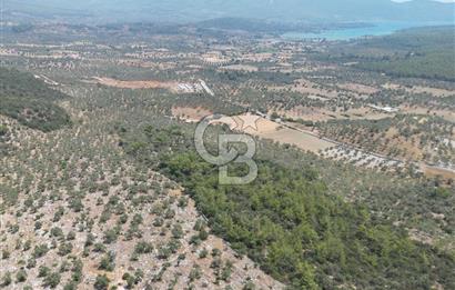 Milas Bozbük'te Araç Yolu Olan İmar Sınırında Fırsat Zeytinlik