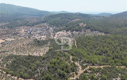 Milas Bozbük'te Araç Yolu Olan İmar Sınırında Fırsat Zeytinlik