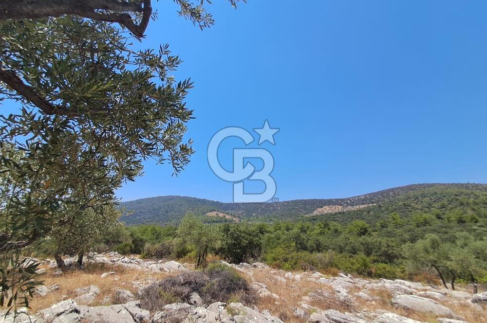 Milas Bozbük'te Araç Yolu Olan İmar Sınırında Fırsat Zeytinlik