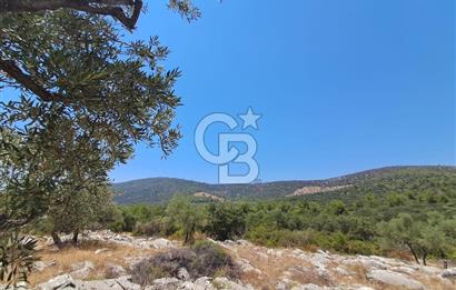 Milas Bozbük'te Araç Yolu Olan İmar Sınırında Fırsat Zeytinlik