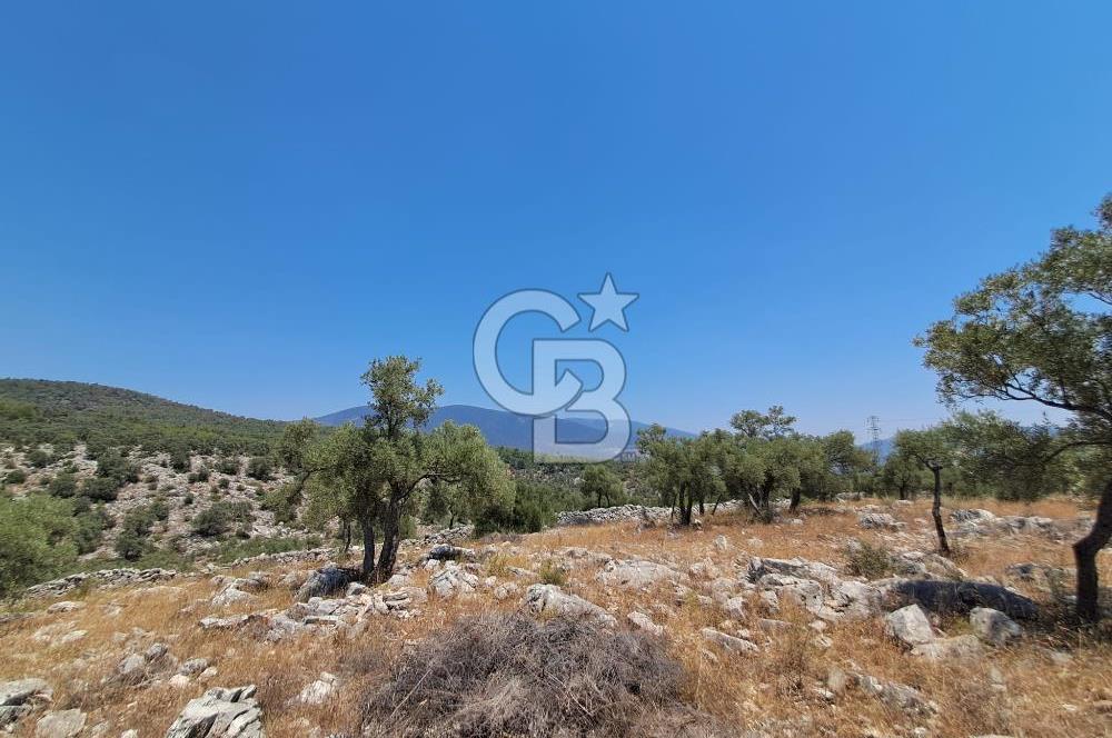 Milas Bozbük'te Araç Yolu Olan İmar Sınırında Fırsat Zeytinlik