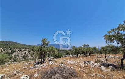 Milas Bozbük'te Araç Yolu Olan İmar Sınırında Fırsat Zeytinlik