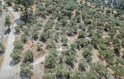 İzmir Selçuk Şirince'de Satılık Bakımlı Zeytinlik