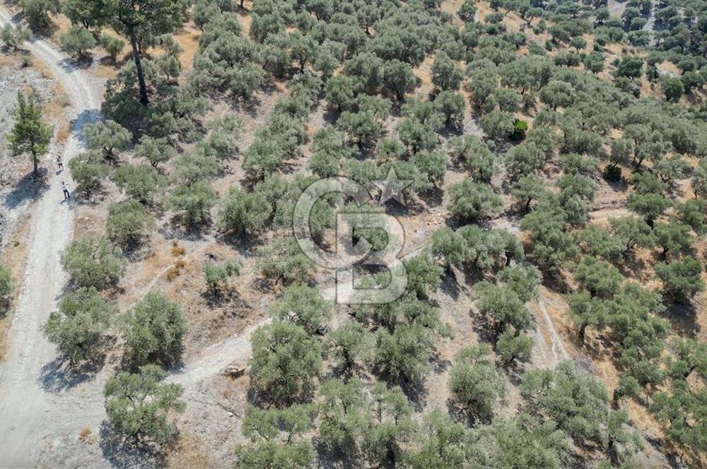 İzmir Selçuk Şirince'de Satılık Bakımlı Zeytinlik