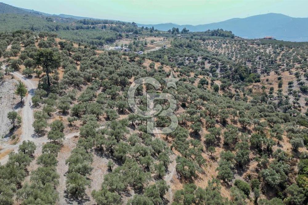 İzmir Selçuk Şirince'de Satılık Bakımlı Zeytinlik