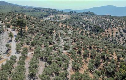 İzmir Selçuk Şirince'de Satılık Bakımlı Zeytinlik