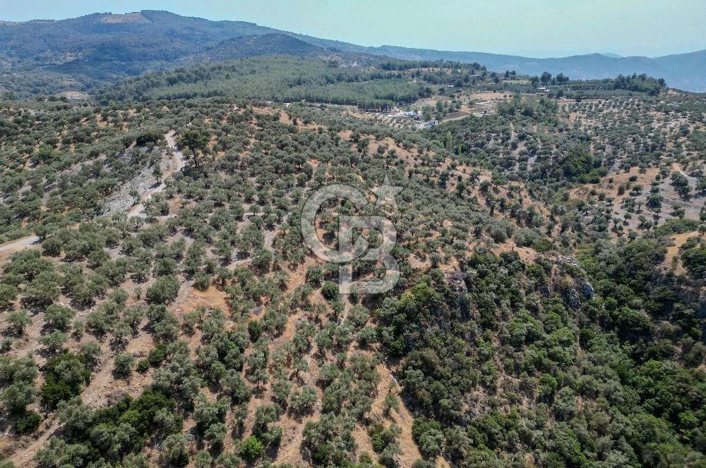 İzmir Selçuk Şirince'de Satılık Bakımlı Zeytinlik
