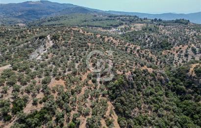 İzmir Selçuk Şirince'de Satılık Bakımlı Zeytinlik