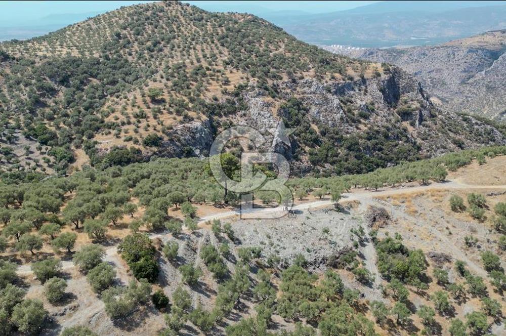 İzmir Selçuk Şirince'de Satılık Bakımlı Zeytinlik
