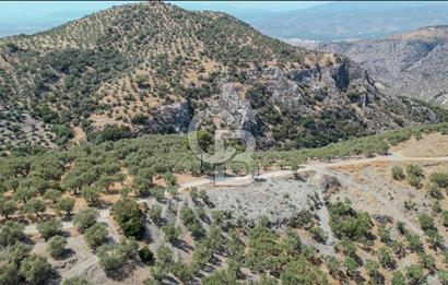 İzmir Selçuk Şirince'de Satılık Bakımlı Zeytinlik