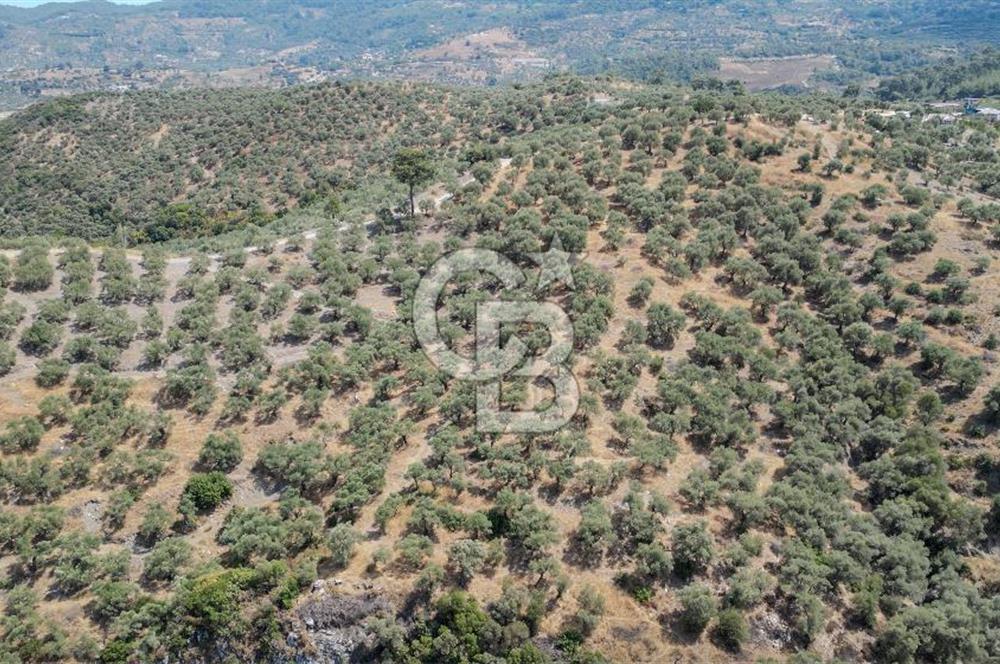 İzmir Selçuk Şirince'de Satılık Bakımlı Zeytinlik