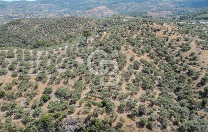 İzmir Selçuk Şirince'de Satılık Bakımlı Zeytinlik