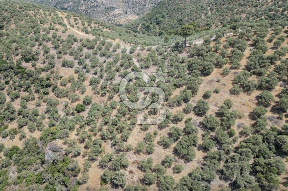 İzmir Selçuk Şirince'de Satılık Bakımlı Zeytinlik