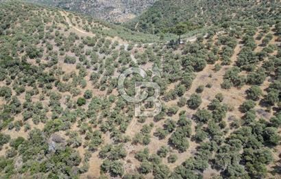 İzmir Selçuk Şirince'de Satılık Bakımlı Zeytinlik
