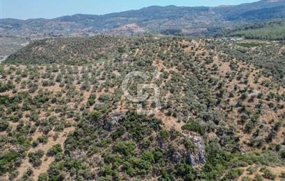 İzmir Selçuk Şirince'de Satılık Bakımlı Zeytinlik