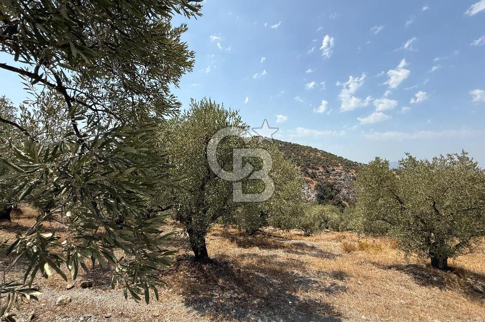 İzmir Selçuk Şirince'de Satılık Bakımlı Zeytinlik