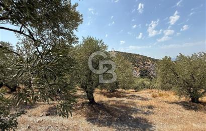 İzmir Selçuk Şirince'de Satılık Bakımlı Zeytinlik