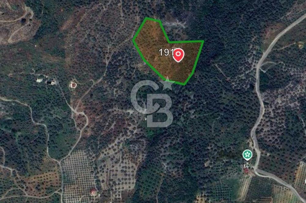 İzmir Selçuk Şirince'de Satılık Bakımlı Zeytinlik