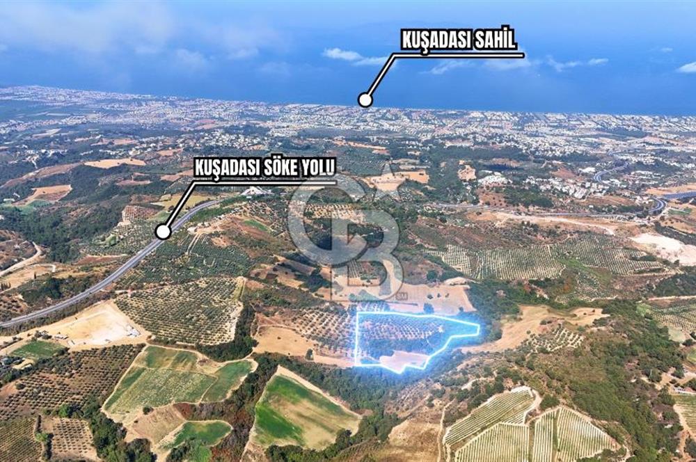 KUŞADASI/YAYLA SATILIK ZEYTİNLİK-TARLA