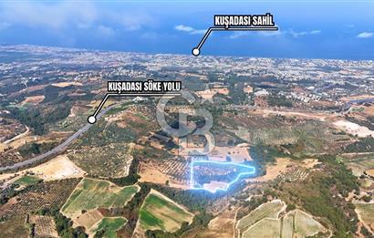 KUŞADASI/YAYLA SATILIK ZEYTİNLİK-TARLA