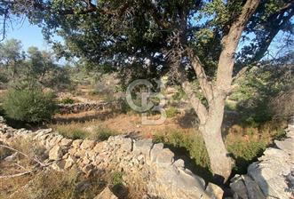 BODRUM - MAZI' DA 338 m2 SATILIK TARLA 