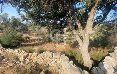 BODRUM - MAZI' DA 338 m2 SATILIK TARLA 