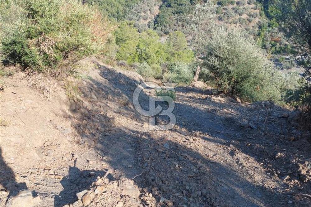Payamlı’da Temeli Atılmış Çiftlik Evi ve Zeytinlik