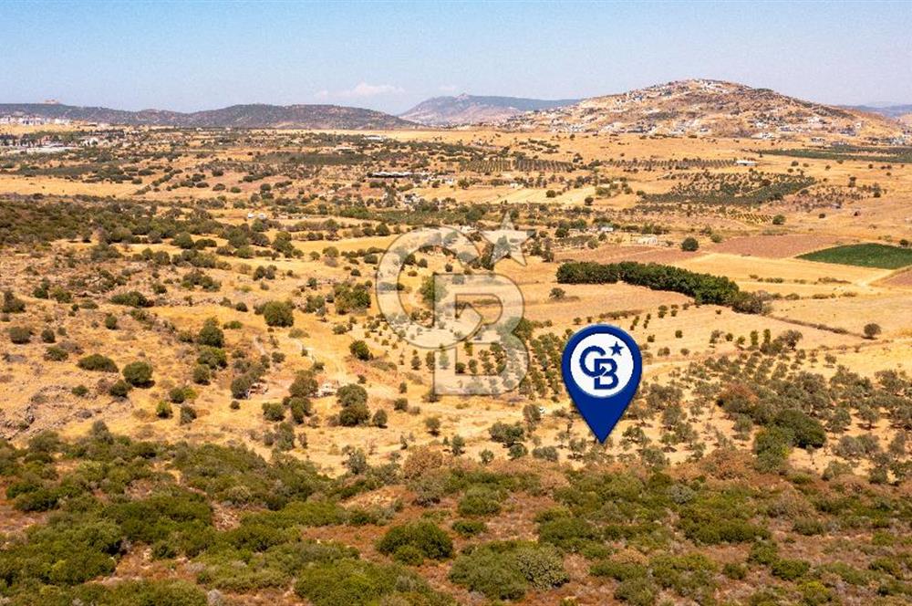Foça Yenibağarası'nda Satılık Zeytinli Tarla