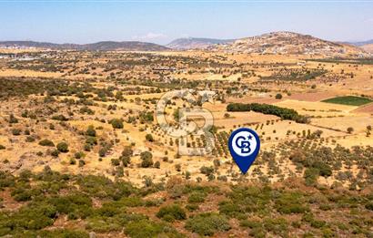 Foça Yenibağarası'nda Satılık Zeytinli Tarla