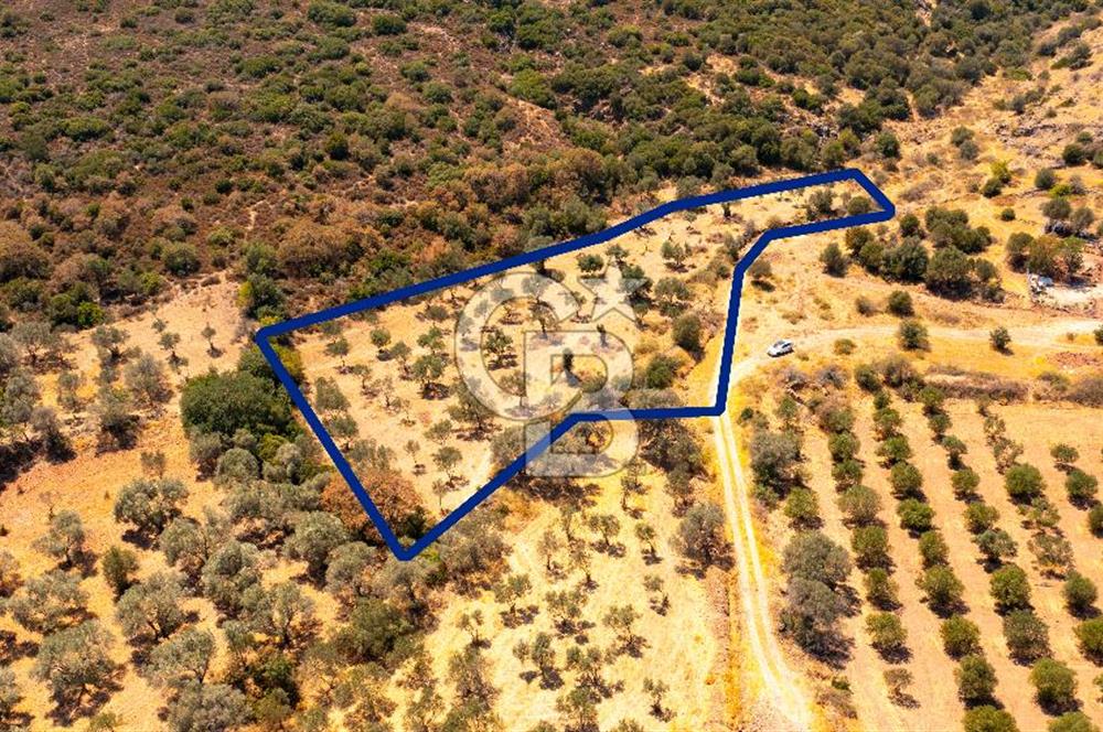 Foça Yenibağarası'nda Satılık Zeytinli Tarla