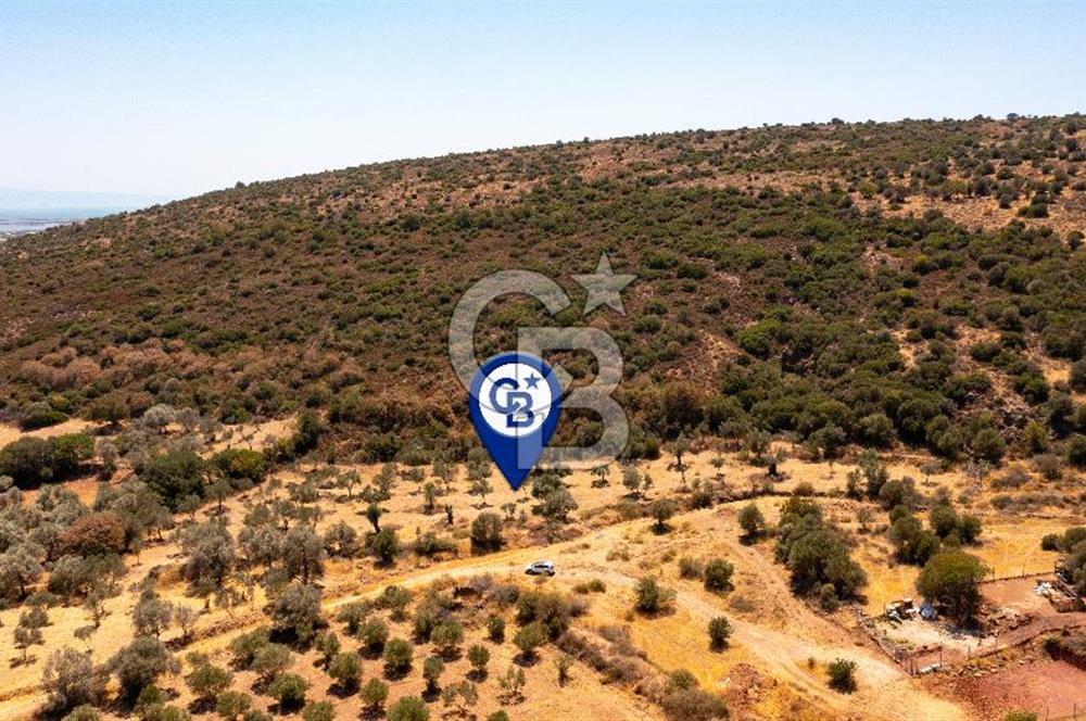 Foça Yenibağarası'nda Satılık Zeytinli Tarla