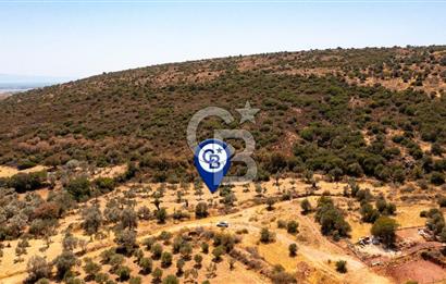 Foça Yenibağarası'nda Satılık Zeytinli Tarla