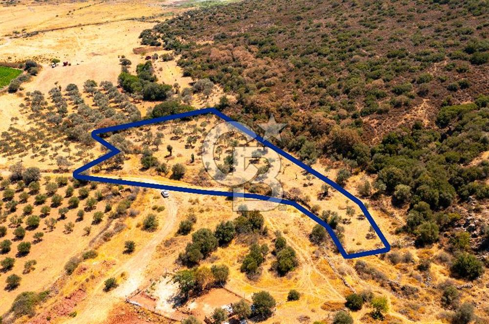 Foça Yenibağarası'nda Satılık Zeytinli Tarla