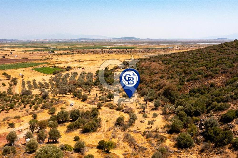 Foça Yenibağarası'nda Satılık Zeytinli Tarla