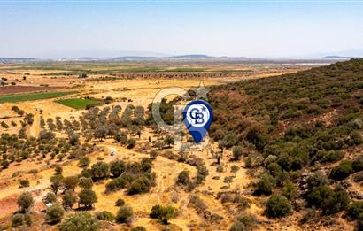 Foça Yenibağarası'nda Satılık Zeytinli Tarla