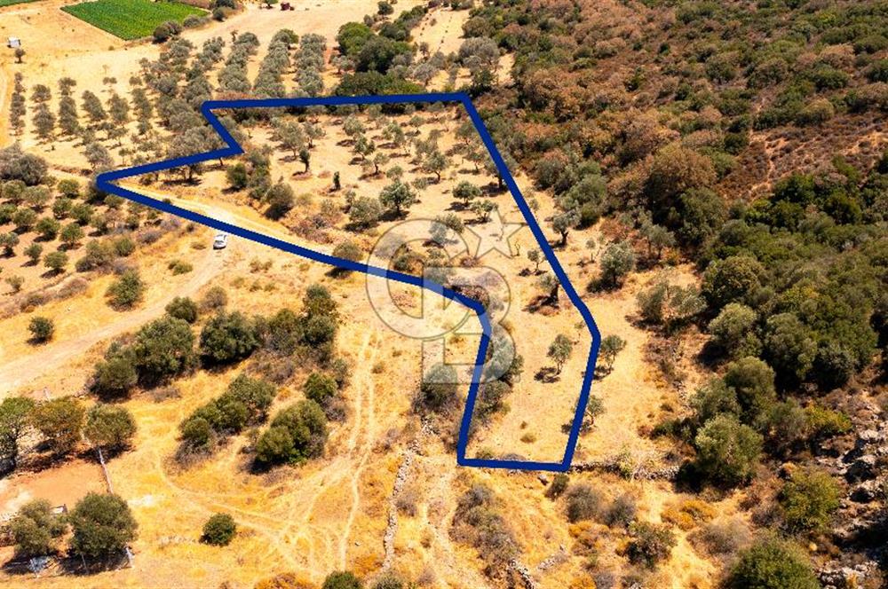 Foça Yenibağarası'nda Satılık Zeytinli Tarla