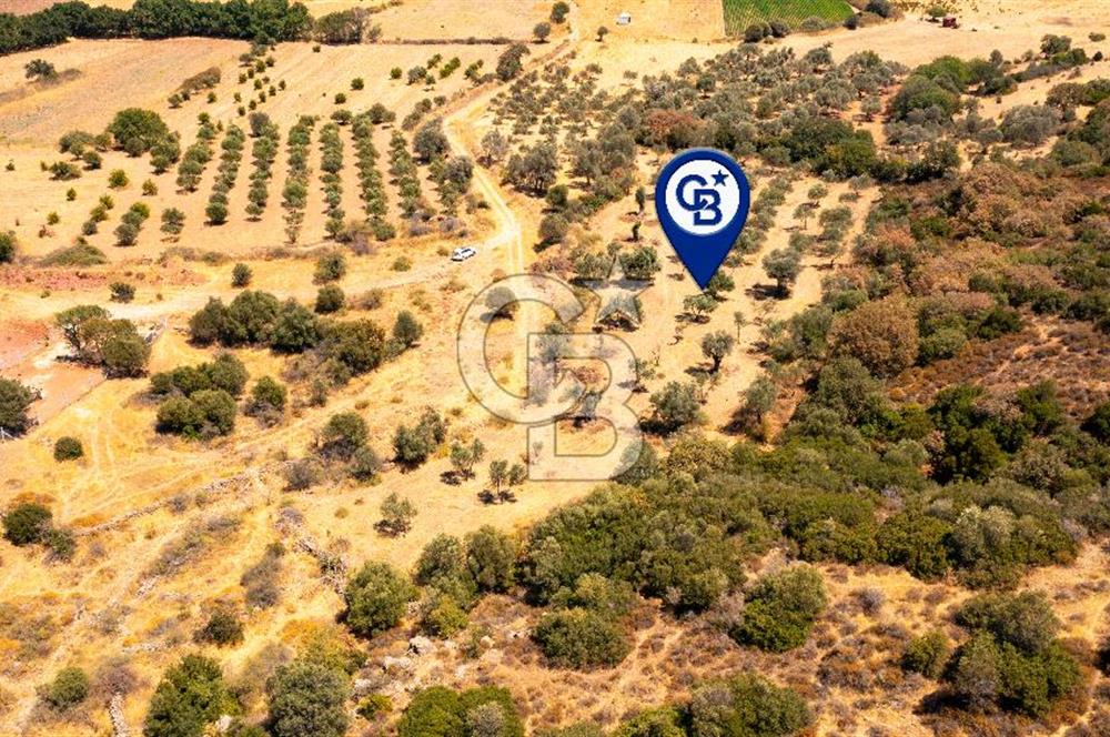 Foça Yenibağarası'nda Satılık Zeytinli Tarla