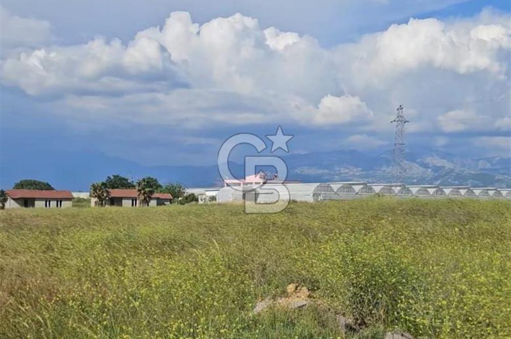 Aydın,Bozdoğan'da Satılık Zeytinlik