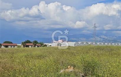 Aydın,Bozdoğan'da Satılık Zeytinlik