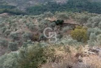 Aydın,Bozdoğan'da Satılık Zeytinlik