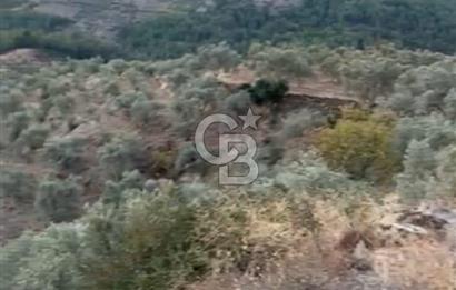 Aydın,Bozdoğan'da Satılık Zeytinlik